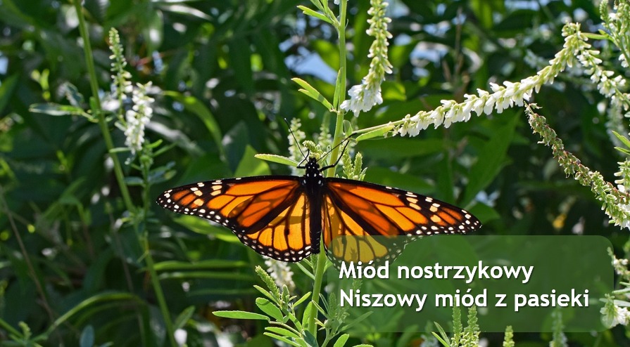 Miód nostrzykowy - unikatowy, słodki rarytas! 