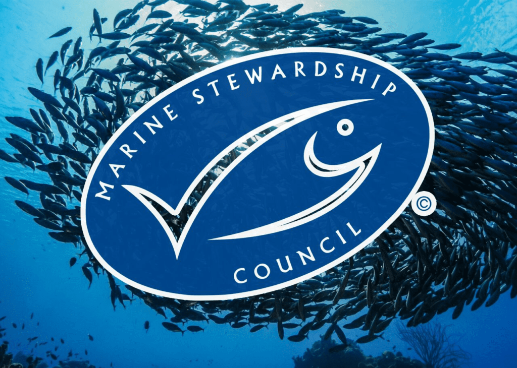 Dzikie ryby – certyfikat MSC Marine Stewardship Council