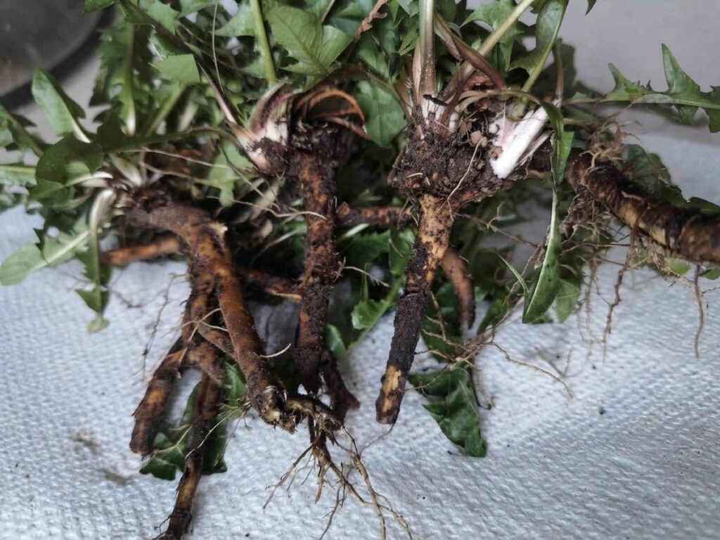Dandelion root 