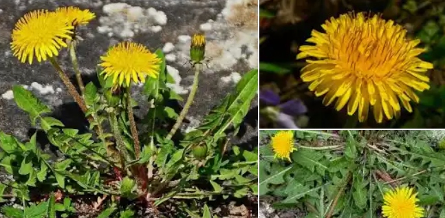 Dandelion root