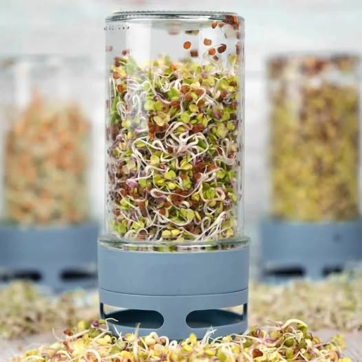 Kiełkownica + kiełki 